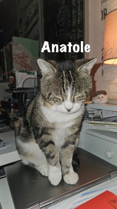 Photo #1 de ANATOLE
