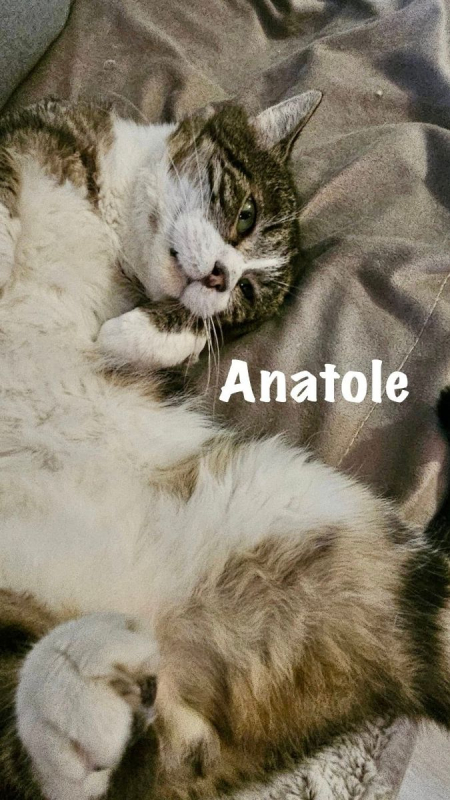 Photo #2 de ANATOLE
