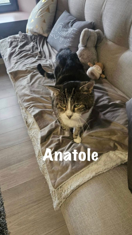Photo #3 de ANATOLE