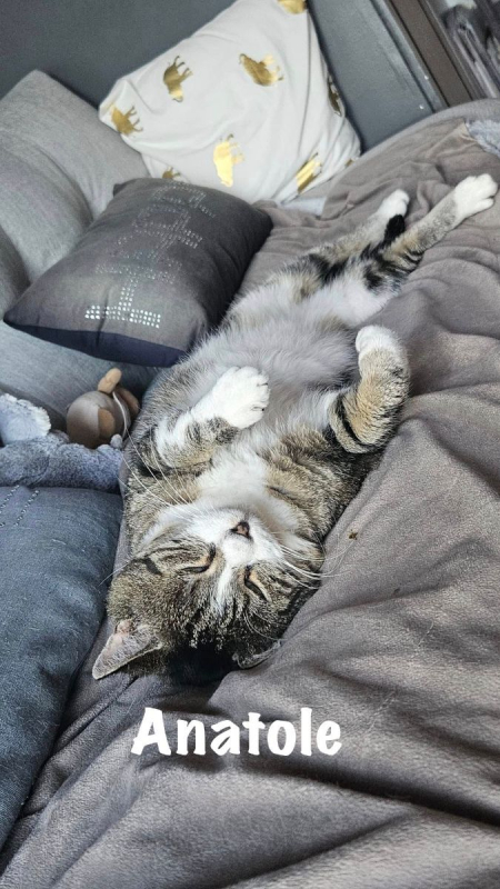 Photo #4 de ANATOLE