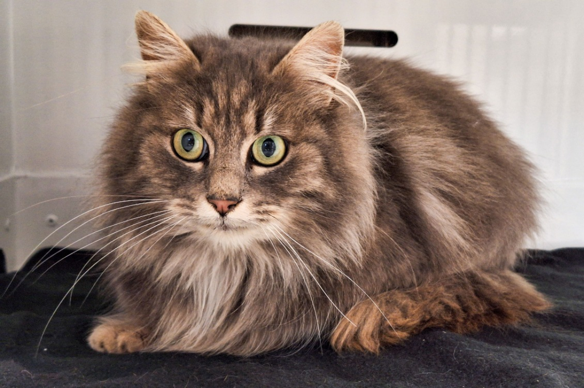 Photo de Grisette réservé