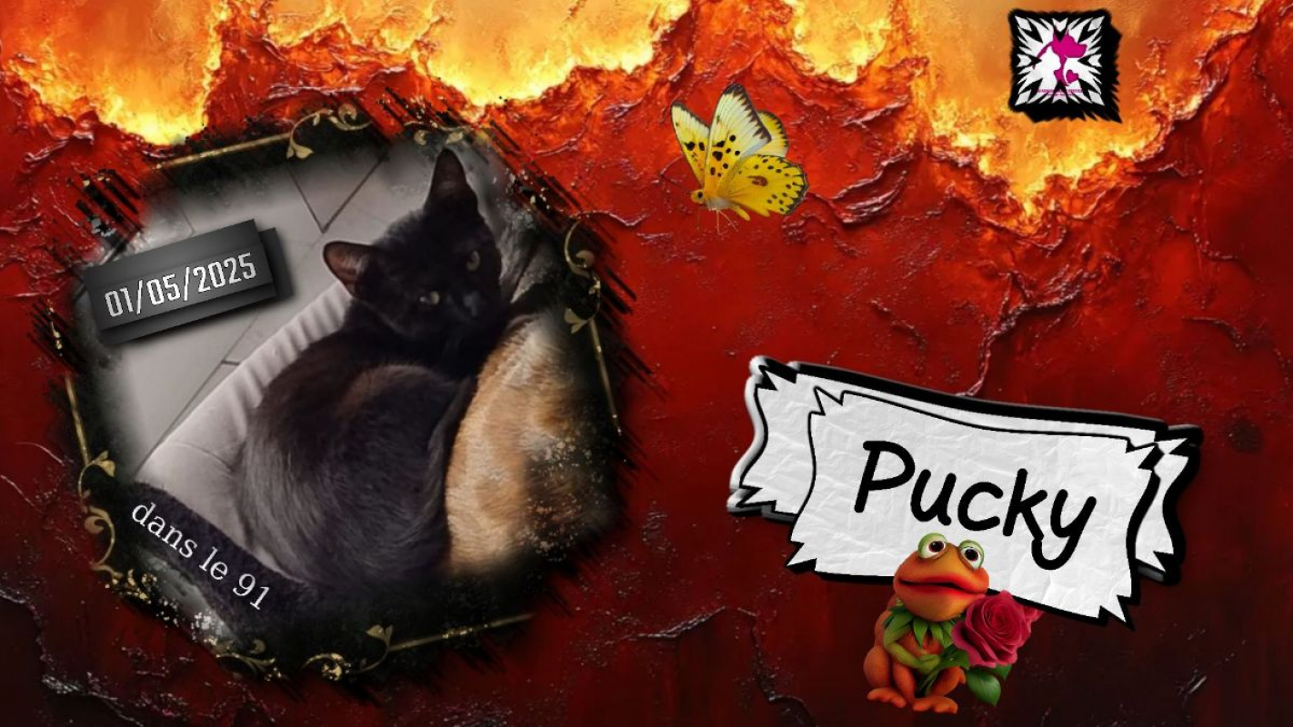 Photo de Pucky