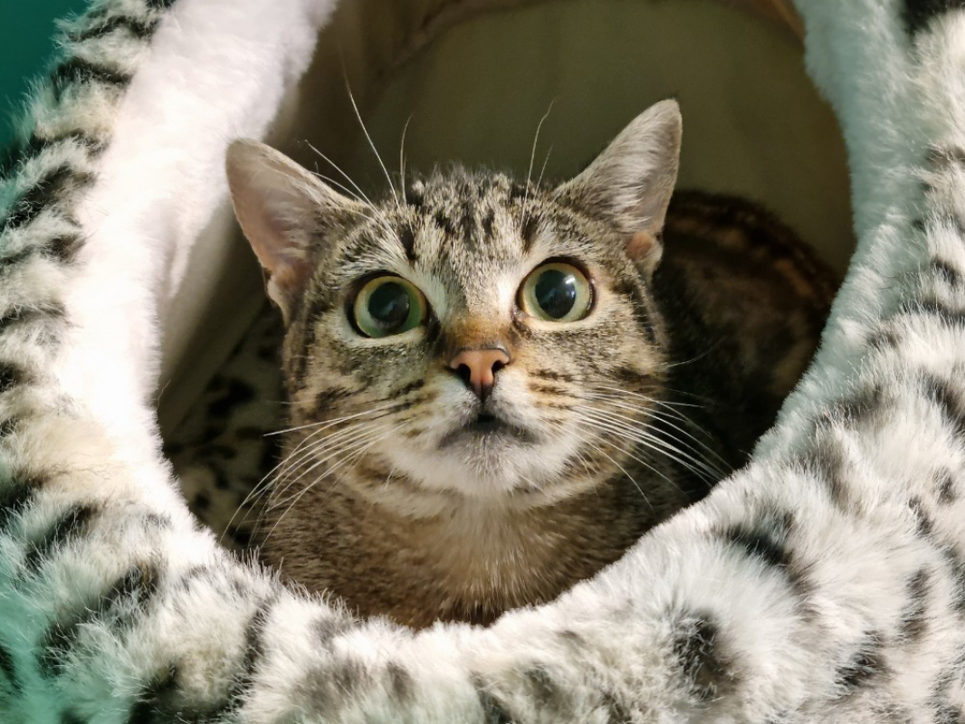 Photo #1 de Bruchetta