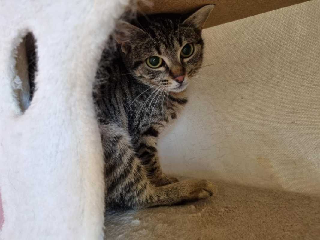 Photo #2 de Bruchetta