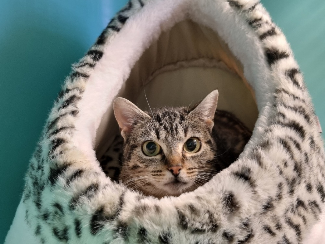 Photo #3 de Bruchetta