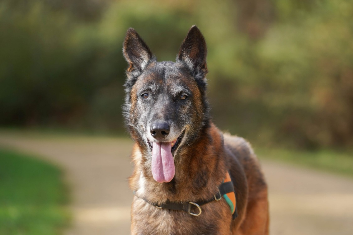 Photo #1 de Balou