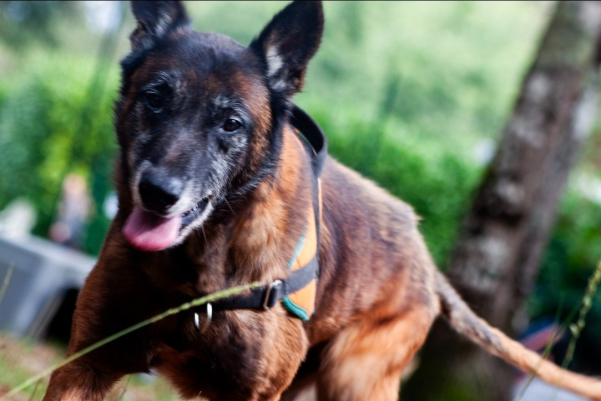 Photo #8 de Balou