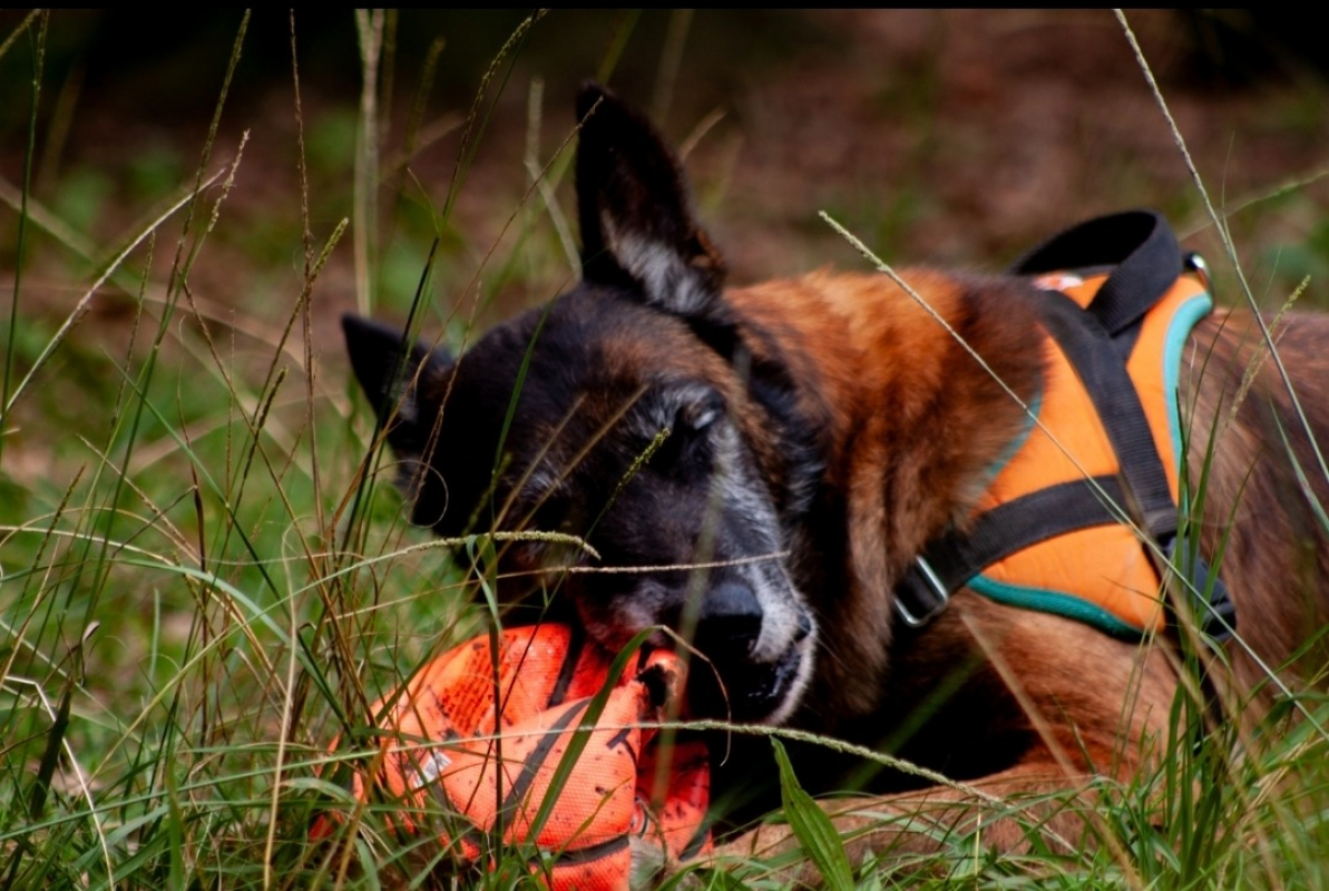 Photo #9 de Balou