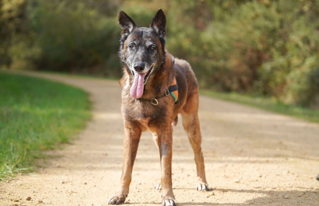 Photo #10 de Balou