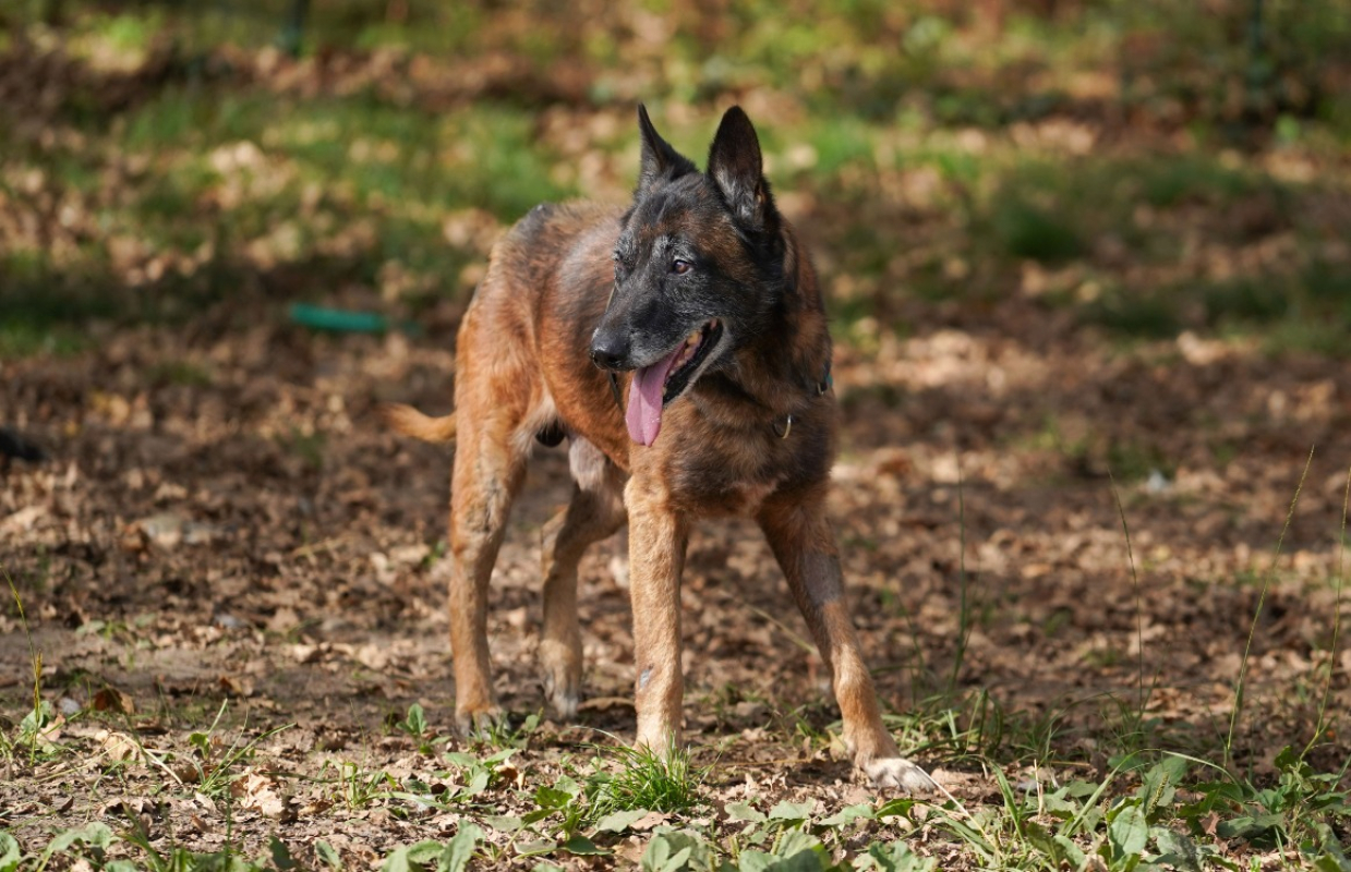 Photo #11 de Balou