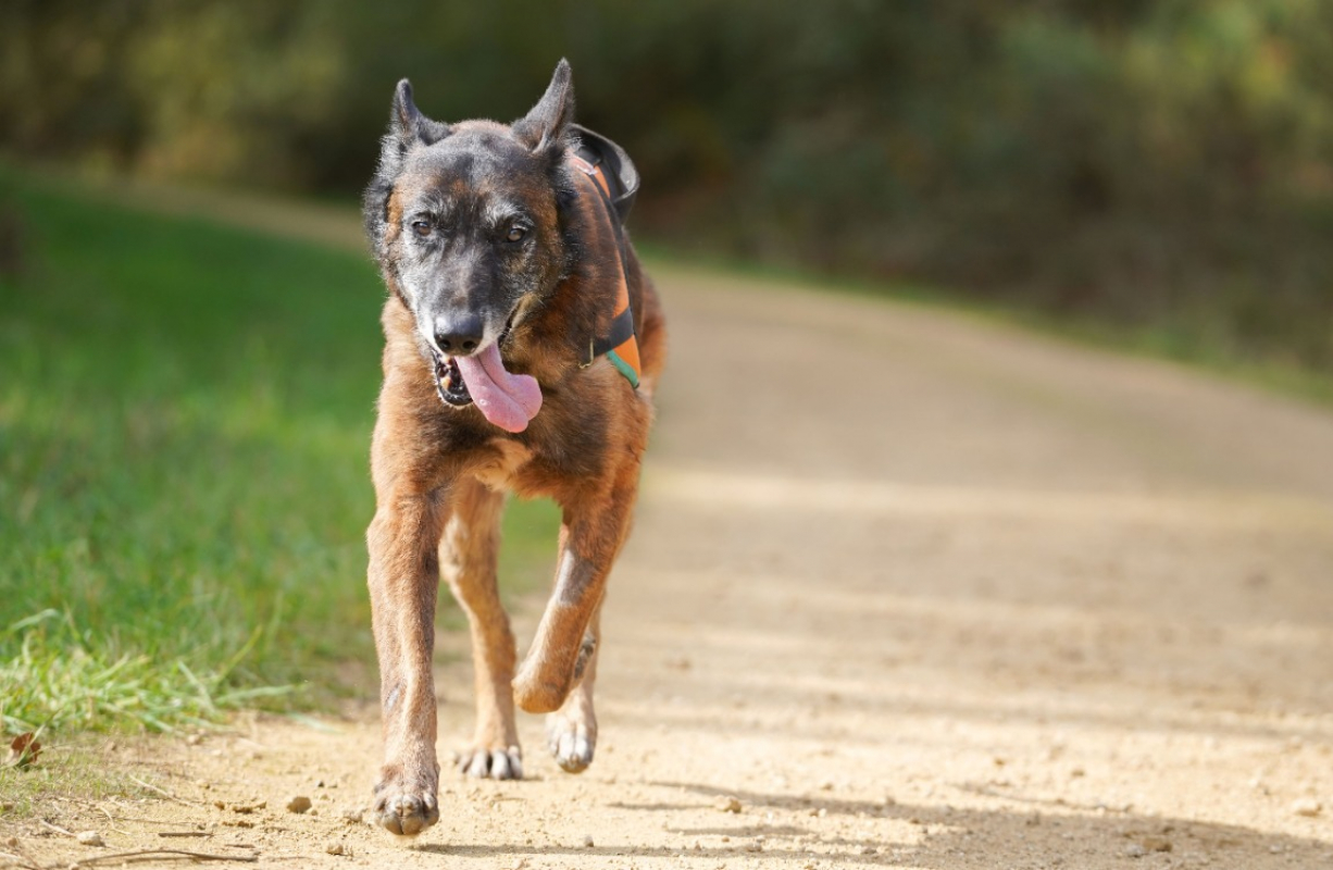Photo #12 de Balou