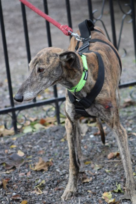 Photo #1 de FANDANGO