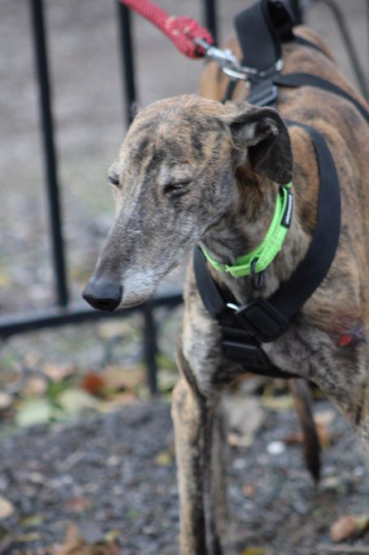 Photo #4 de FANDANGO