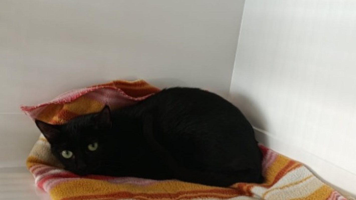 Photo #2 de Chafouin