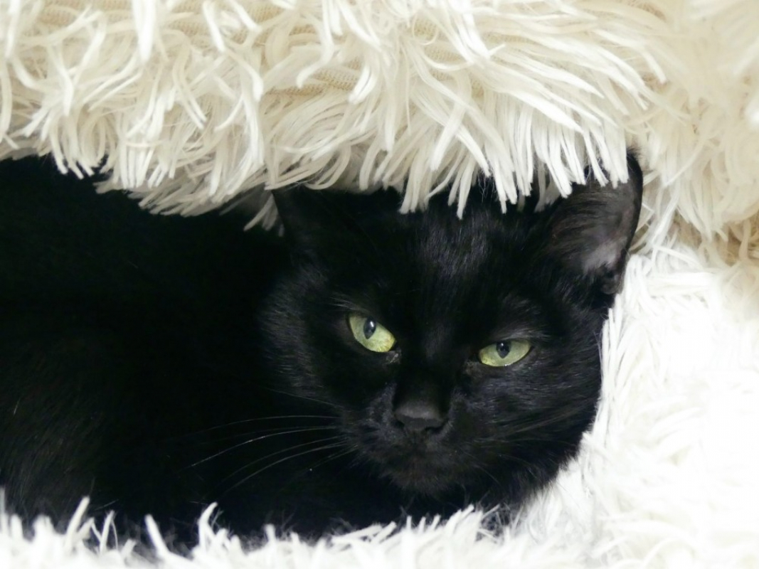 Photo #1 de Chafouin