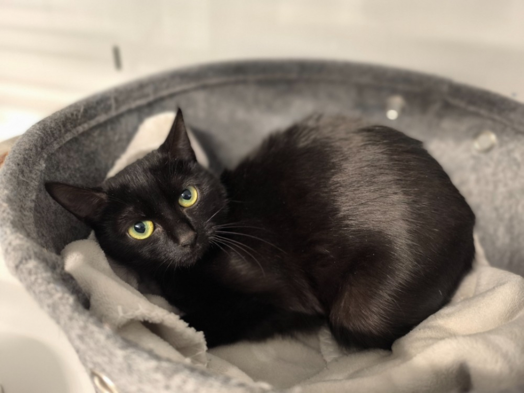 Photo #2 de Chafouin