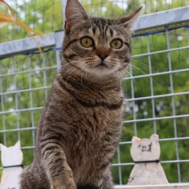 Photo de Nellie