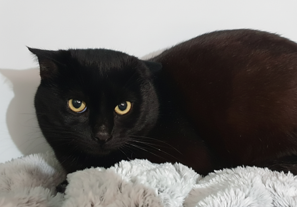 Photo de Perlin lutin