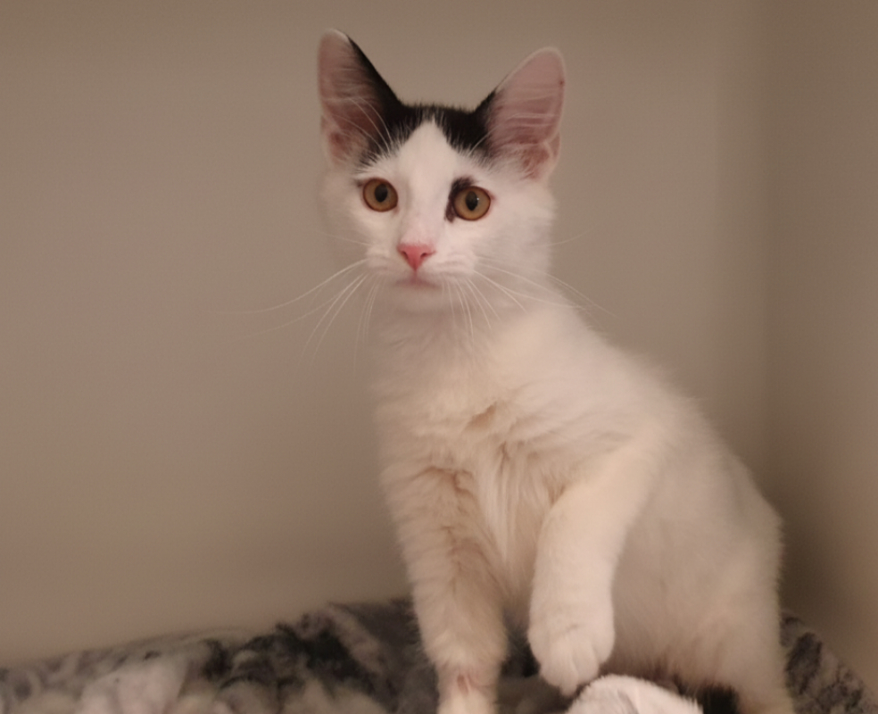 Photo #1 de Porcinet