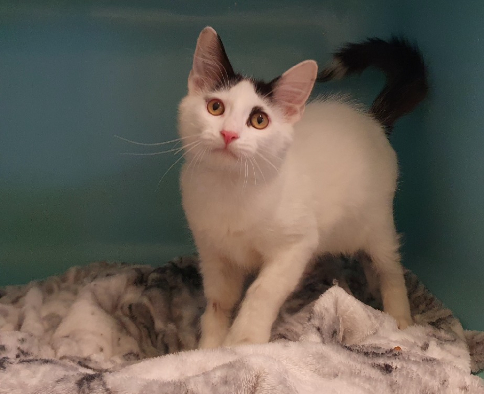 Photo #2 de Porcinet