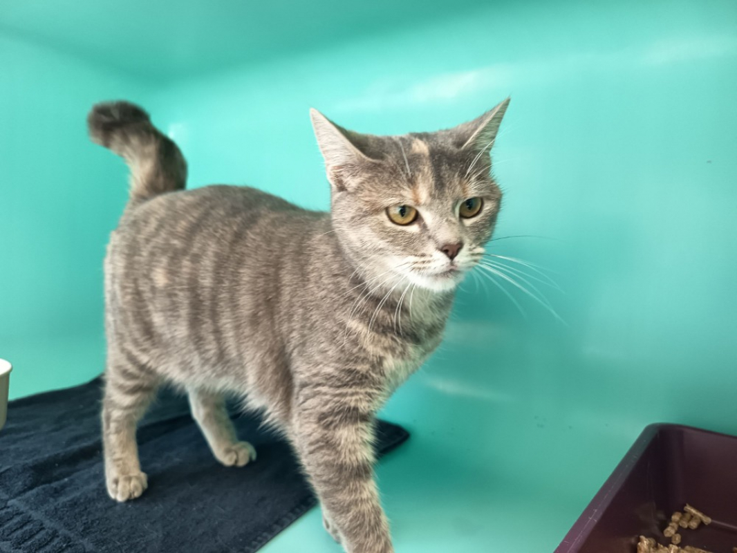 Photo #2 de Mitaines