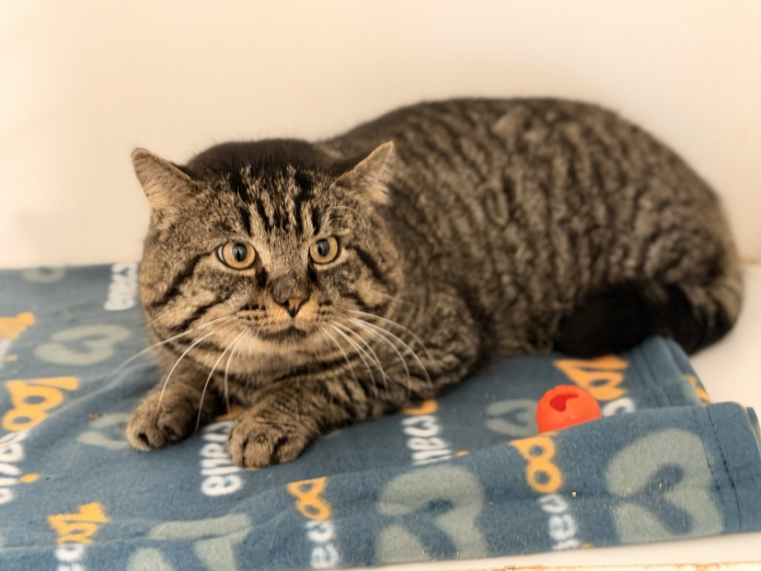 Photo #1 de P'tit lutin