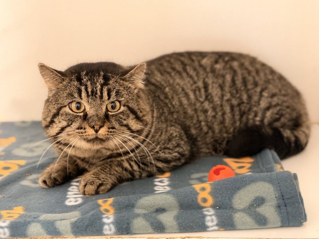 Photo #2 de P'tit lutin