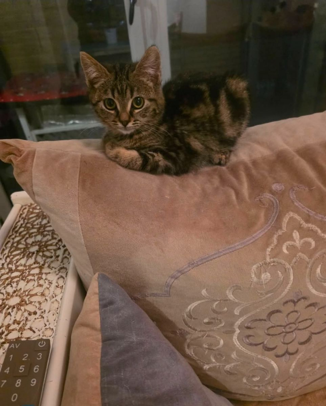 Photo #1 de Boulette