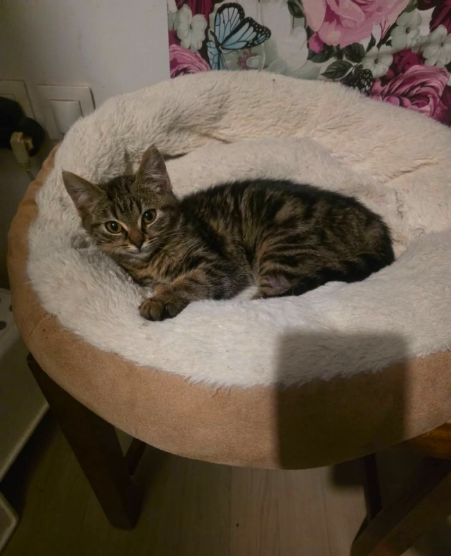 Photo #2 de Boulette