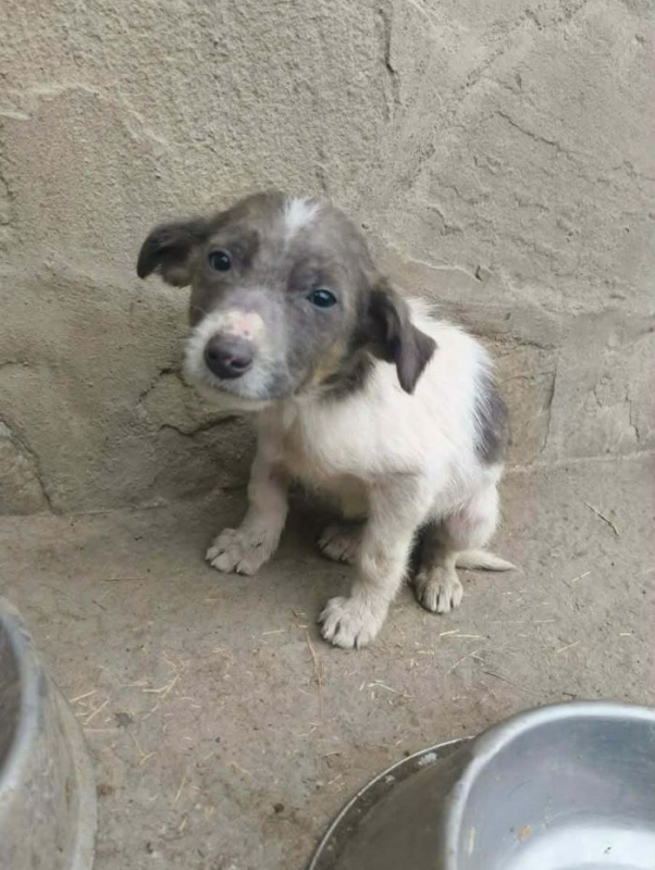 Photo #1 de Coquinette