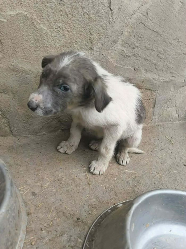 Photo #2 de Coquinette