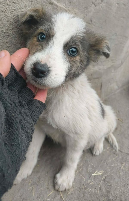 Photo #1 de Pipelette