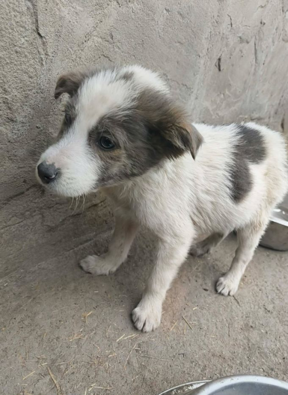 Photo #2 de Pipelette