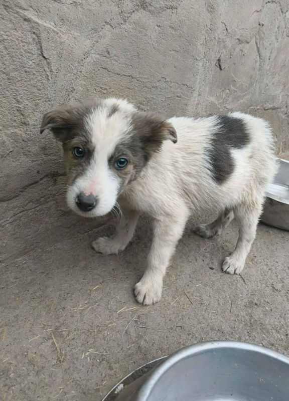 Photo #3 de Pipelette