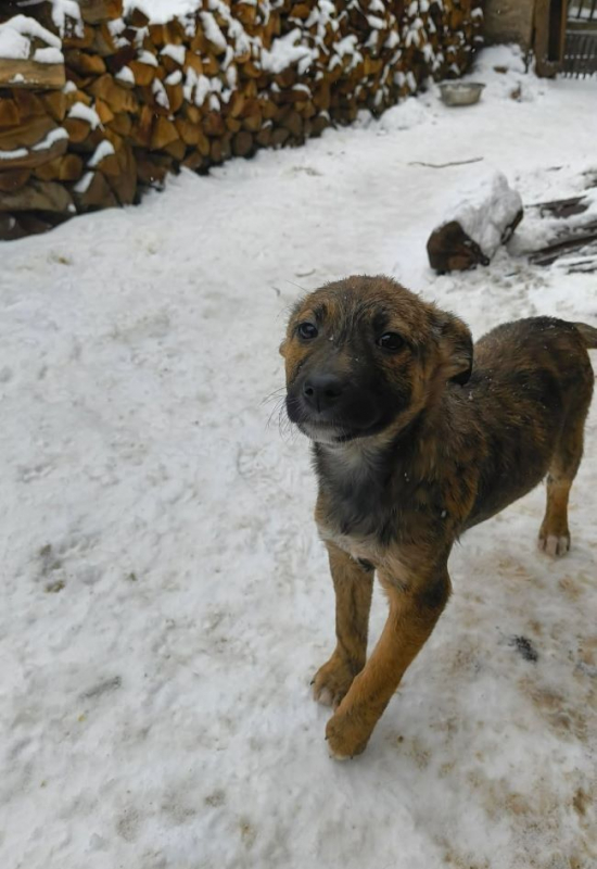 Photo #2 de Canaille