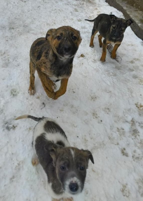 Photo #3 de Canaille