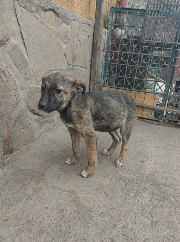 Photo #2 de Canaillou