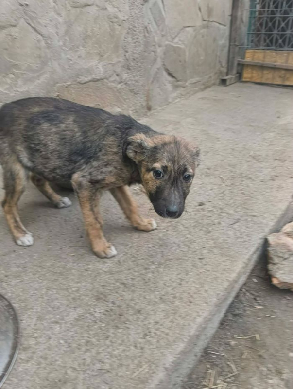 Photo #3 de Canaillou