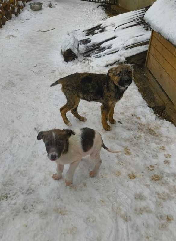 Photo #7 de Canaille