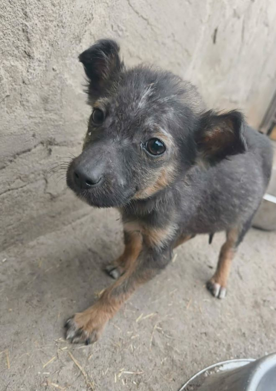 Photo #1 de Fripouille