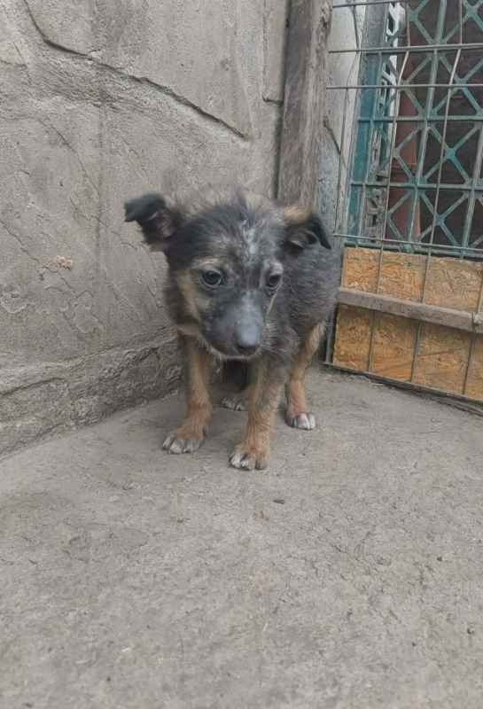 Photo #2 de Fripouille