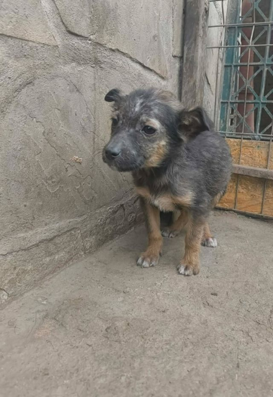 Photo #3 de Fripouille