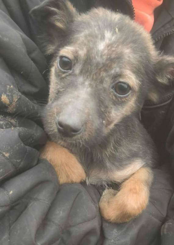 Photo #5 de Fripouille