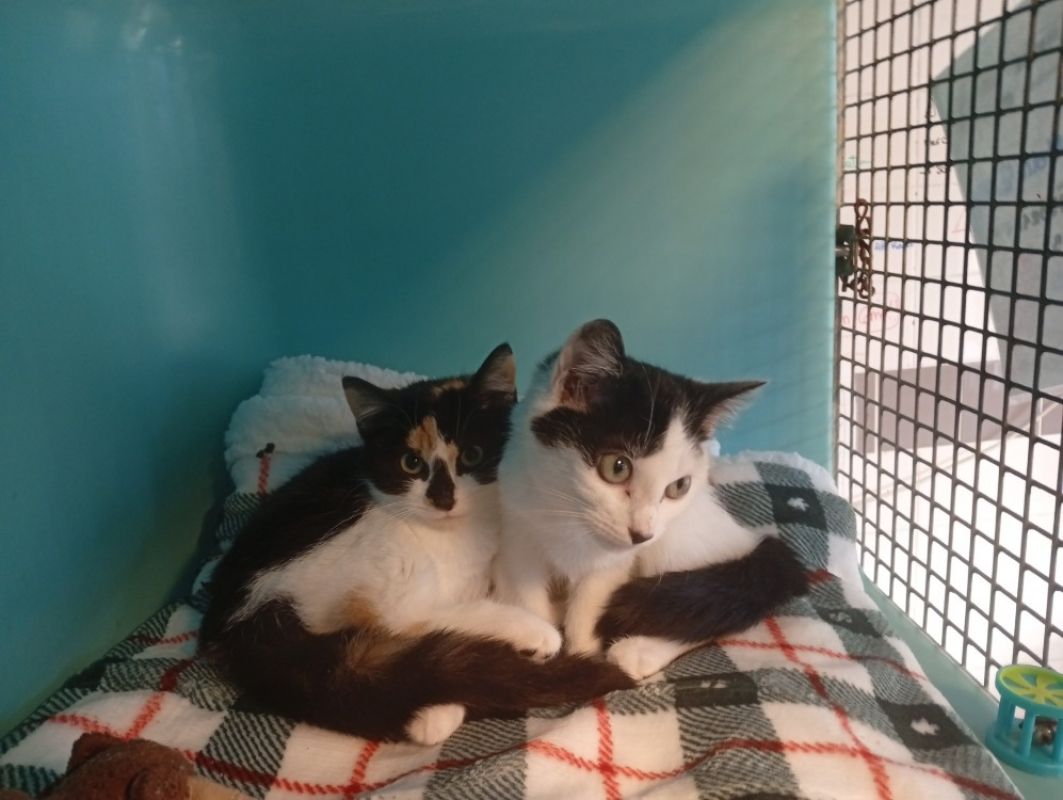 Photo de Cheffe pioupiou