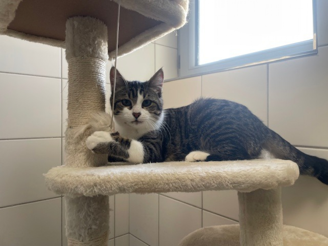 Photo #2 de Fripouille