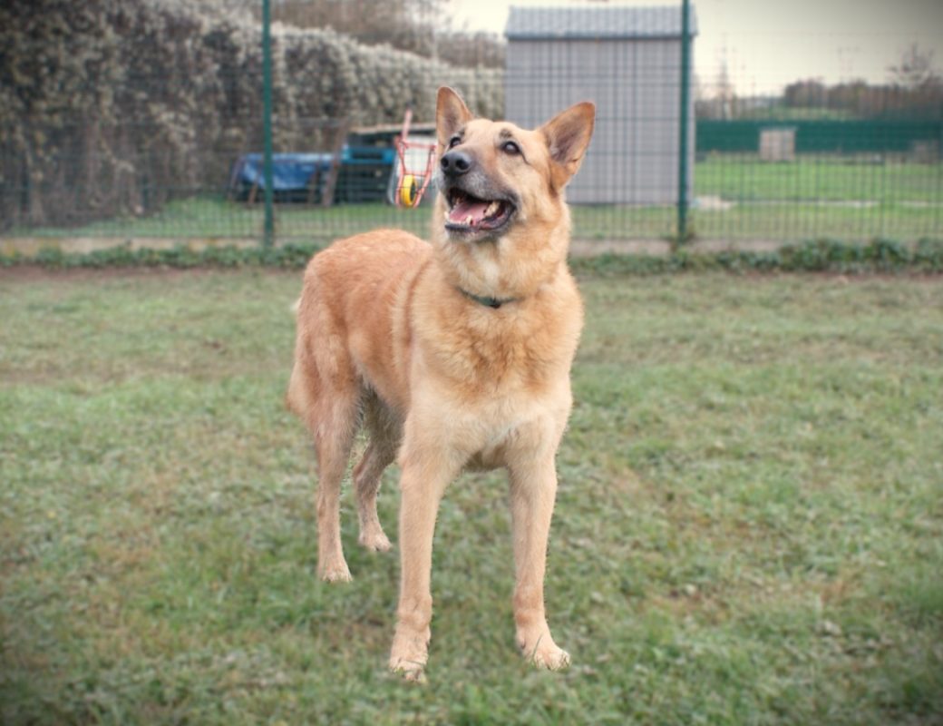 Maco - Chien Berger Belge Malinois à adopter