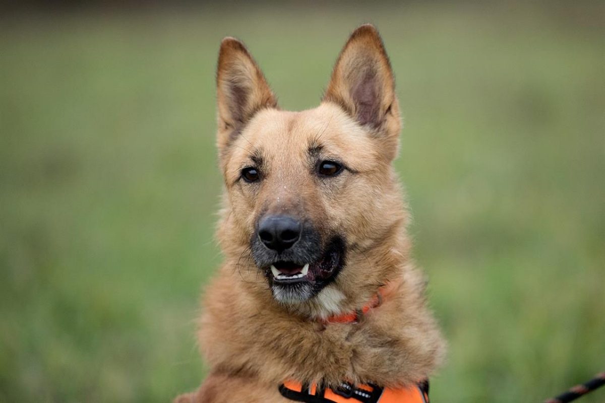 Maco - Chien Berger Belge Malinois à adopter - photo 2