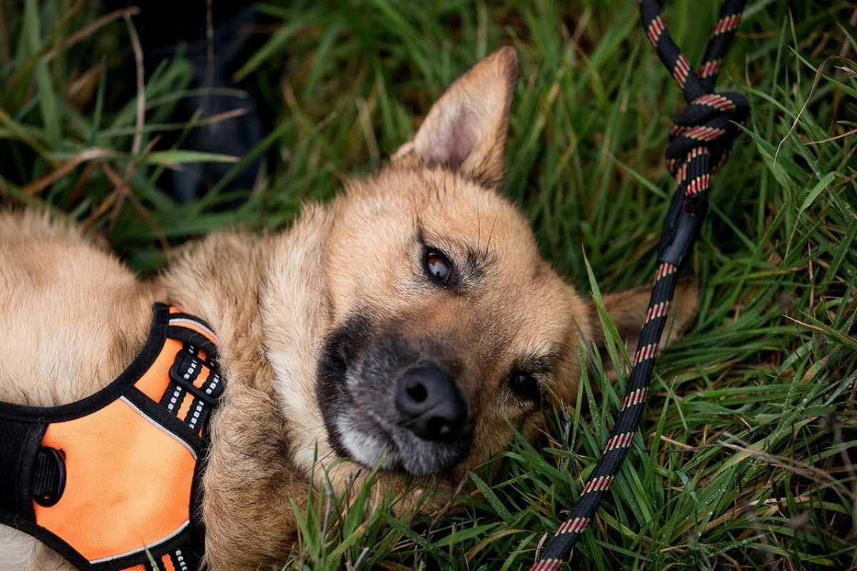 Maco - Chien Berger Belge Malinois à adopter - photo 3