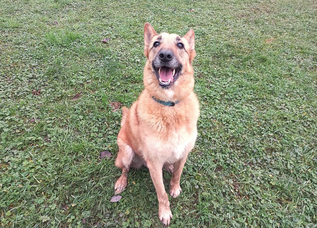 Maco - Chien Berger Belge Malinois à adopter - photo 4