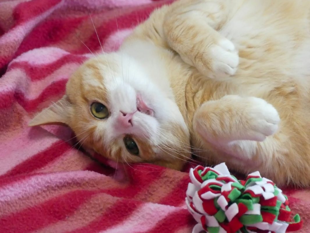 Junior - Chat Européen à adopter